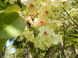  サクラの開花情報（4月10日）✿✿✿　ギョイコウ