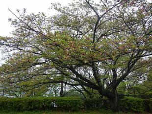  サクラの開花情報（4月6日）✿✿✿　葉桜