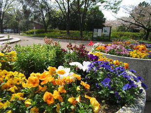 花壇＆つつじ