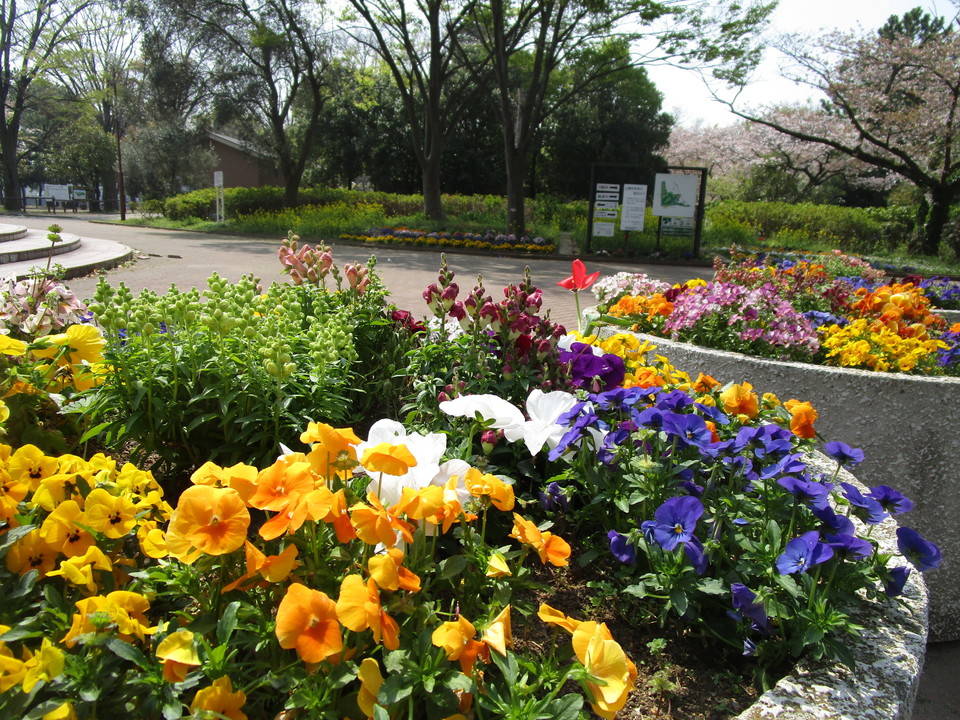花壇&つつじの写真