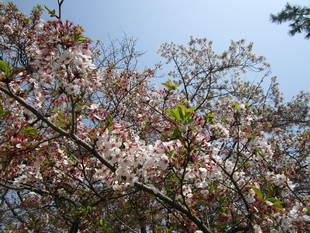 サクラの開花情報（4月1日）✿✿✿　　