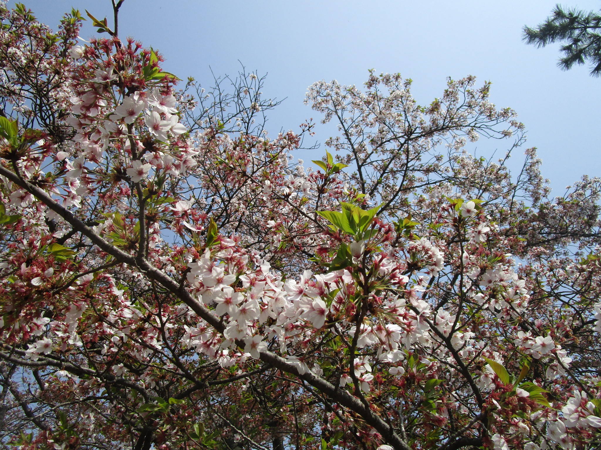 サクラの開花情報(4月1日)✿✿✿ の写真