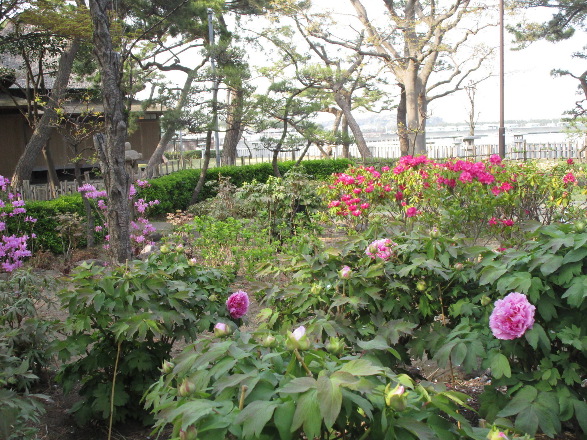 牡丹が咲きました！の写真