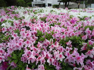 ツツジが満開です＼(^o^)／