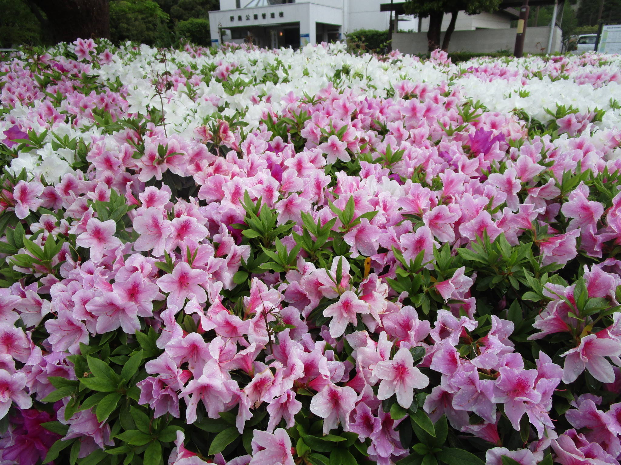 ツツジが満開です＼(^o^)／の写真