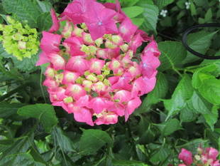 あじさいの見どころ