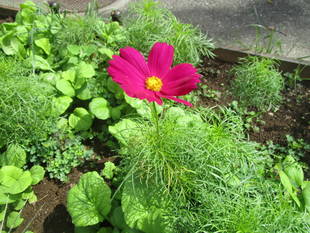 台風にも負けず