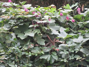 彼岸花・葛の花