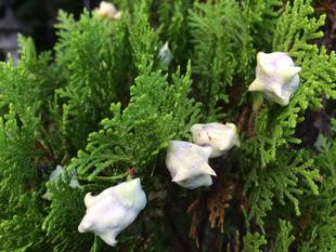 千手・臭木・南蛮煙管