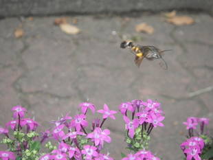 蜂雀（ホウジャク）