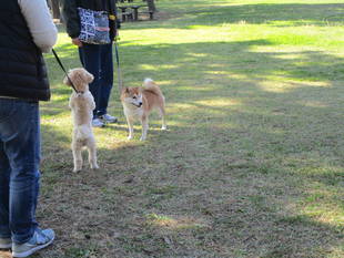 愛犬マナー教室を実施しました