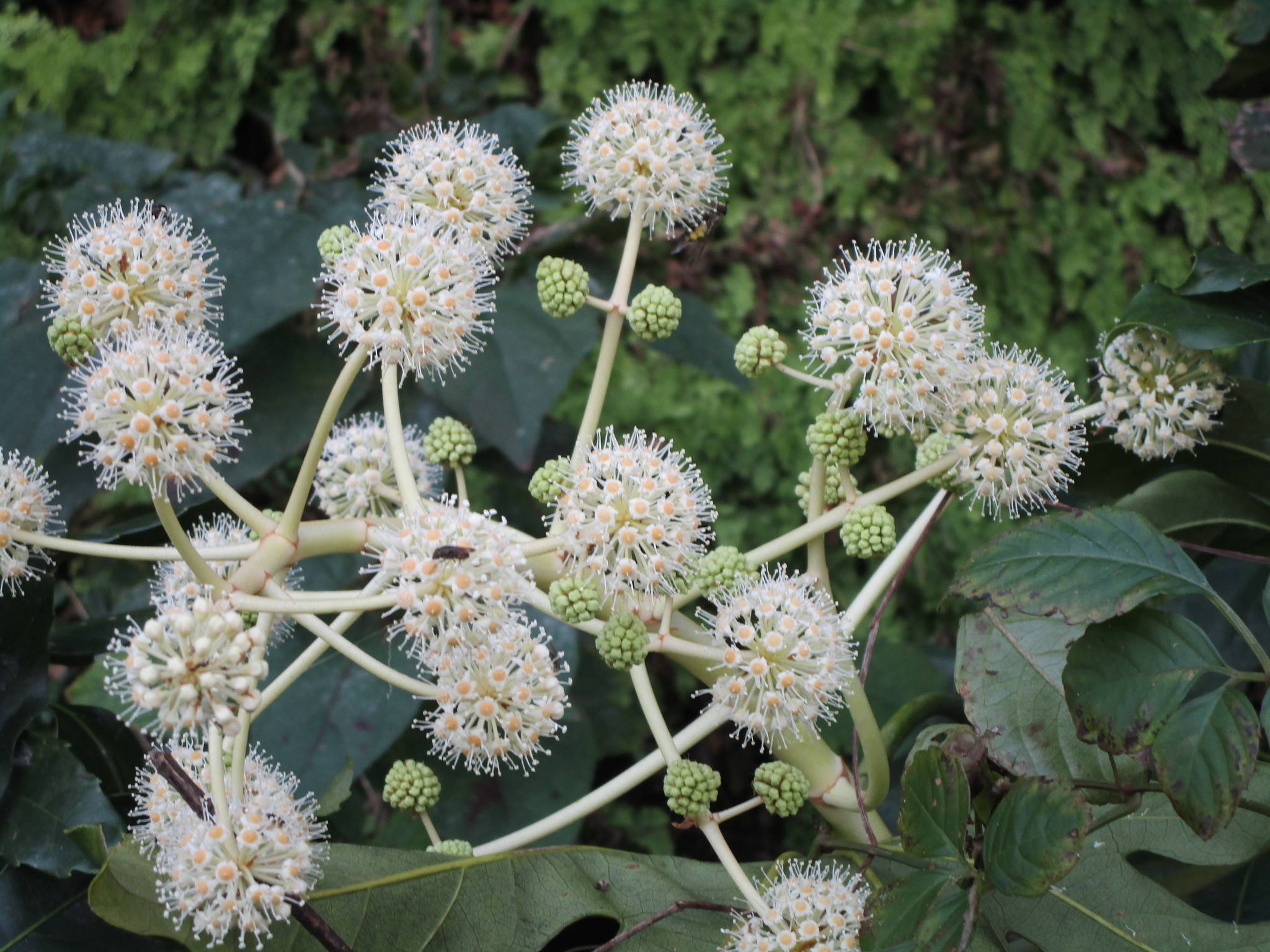 秋の花の写真