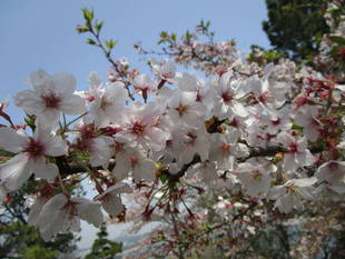 【野島公園】サクラの開花情報の発信がはじまります！✿✿✿
