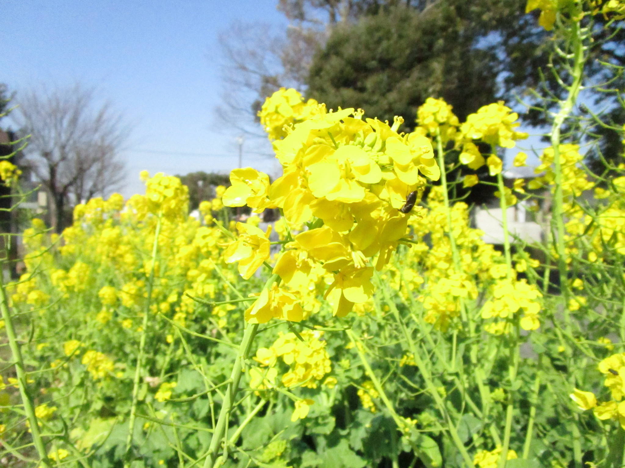 春近し!の写真