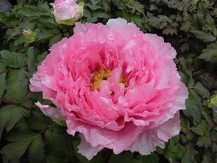 旧伊藤博文金沢別邸 牡丹観察記