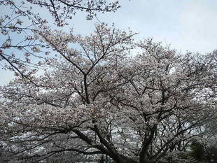 【野島公園】サクラの開花情報(3月28日)✿✿✿満開\(^o^)/