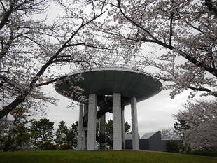 【野島公園】サクラの開花情報(3月29日)✿✿✿満開\(^o^)/