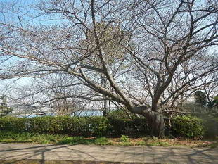 【野島公園】サクラの開花情報(3月12日)✿✿✿