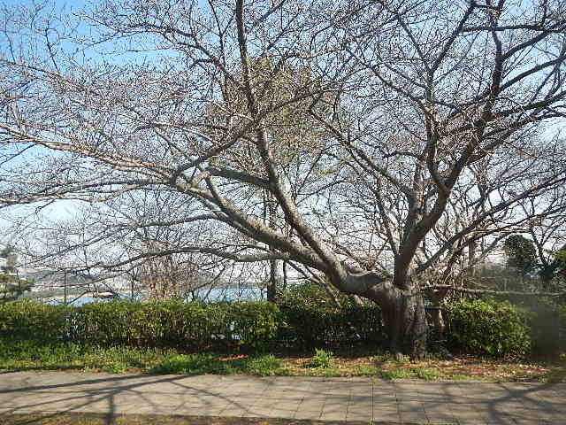 【野島公園】サクラの開花情報(3月12日)✿✿✿の写真