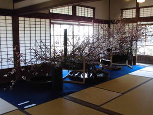 博文邸では満開です