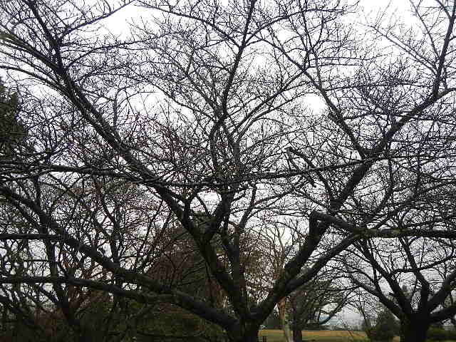 【野島公園】サクラの開花情報(3月1日)✿✿✿の写真