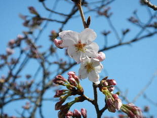 【野島公園】サクラの開花情報(3月22日)✿✿✿開花!