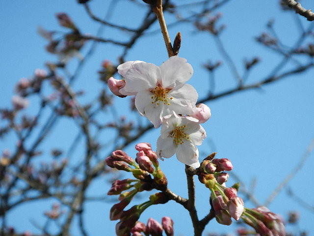 【野島公園】サクラの開花情報(3月22日)✿✿✿開花!の写真