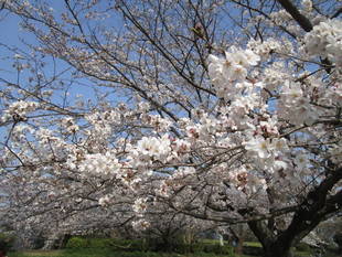 【野島公園】サクラの開花情報(3月27日)✿✿✿