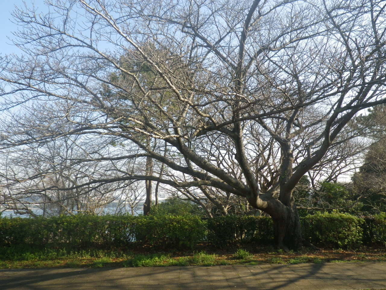 【野島公園】サクラの開花情報(3月5日)✿✿✿の写真