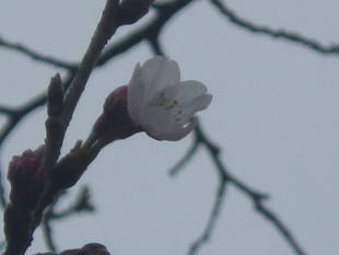 【野島公園】サクラの開花情報(3月19日)✿✿✿