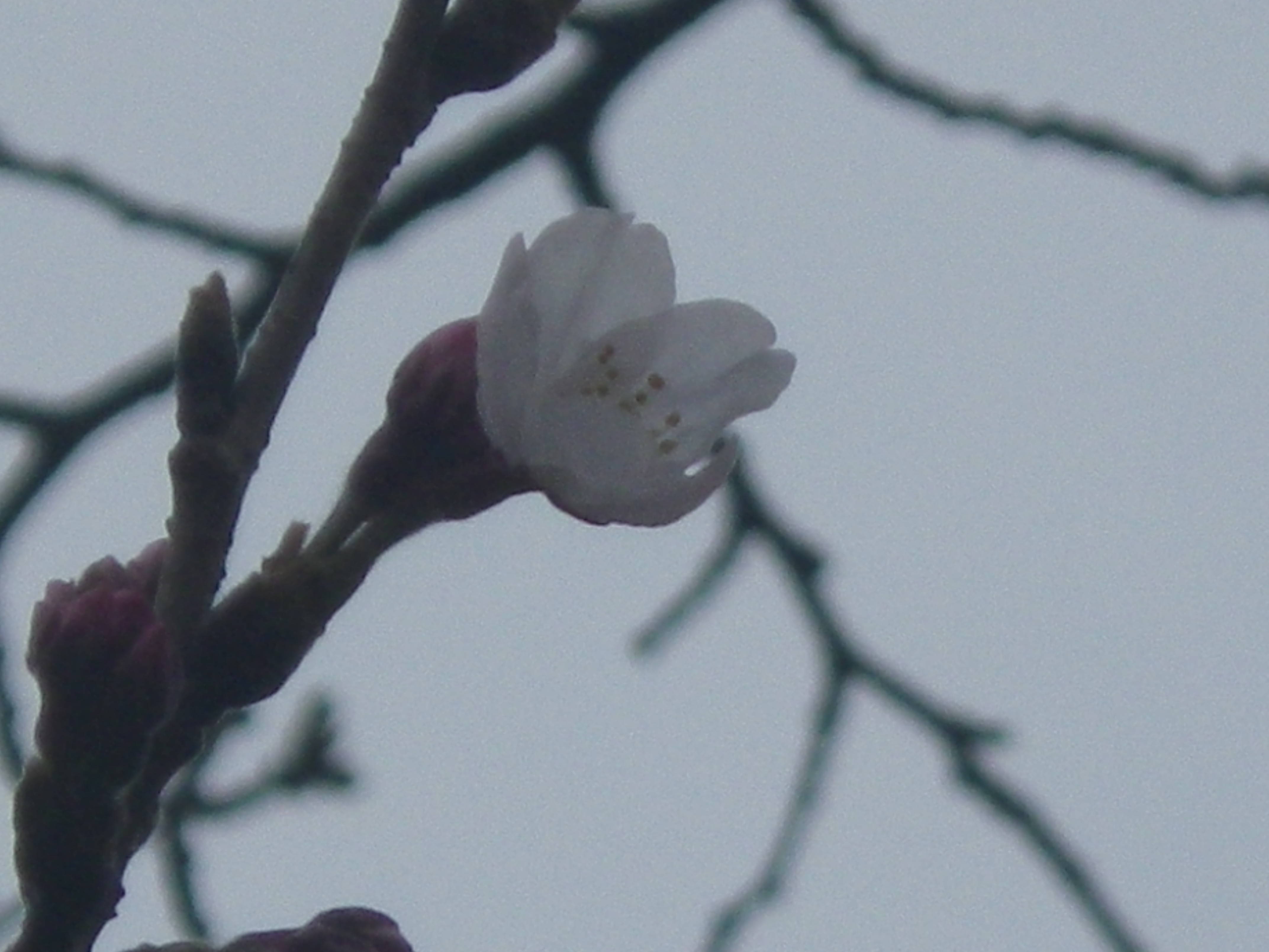 【野島公園】サクラの開花情報(3月19日)✿✿✿の写真