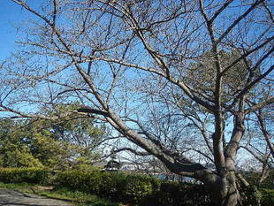 【野島公園】サクラの開花情報(3月8日)✿✿✿
