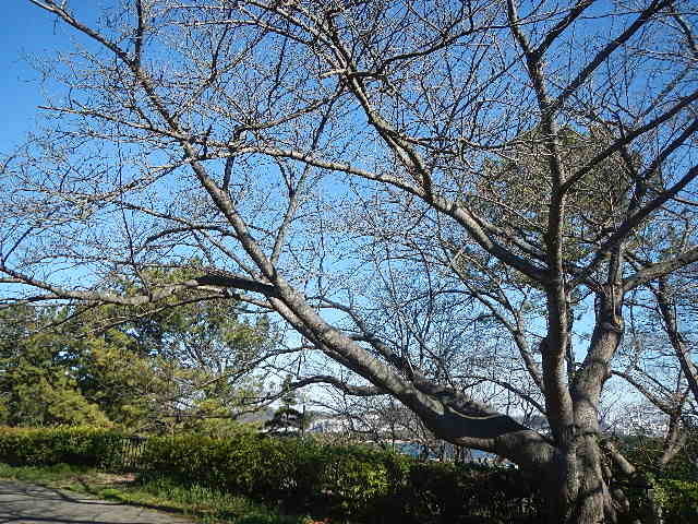 【野島公園】サクラの開花情報(3月8日)✿✿✿の写真