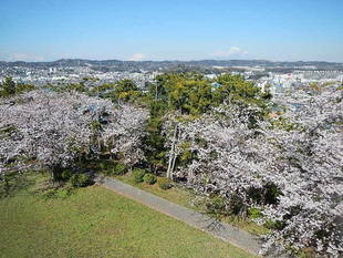 【野島公園】サクラの開花情報（4月2日）✿✿✿満開＼(^o^)／