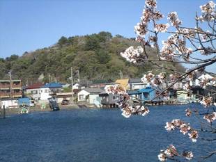 【野島公園】サクラの開花情報（4月5日）✿✿✿散りはじめ