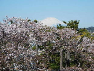 【野島公園】サクラの開花情報（4月9日）✿✿✿