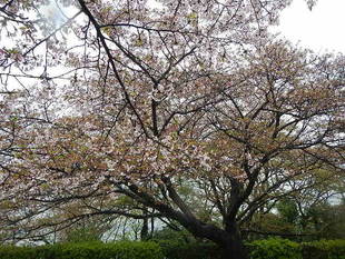 【野島公園】サクラの開花情報（4月10日）✿✿✿