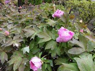 牡丹観察記 開花