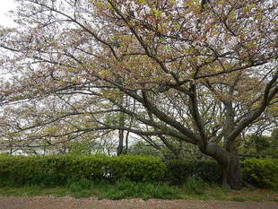 【野島公園】サクラの開花情報（4月12日）✿✿✿葉桜