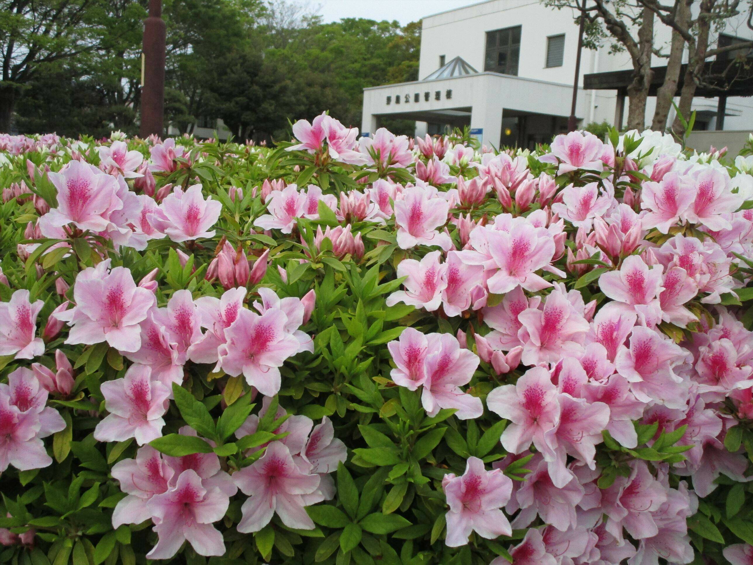 花の季節です。の写真