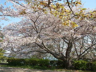 【野島公園】サクラの開花情報（4月8日）✿✿✿