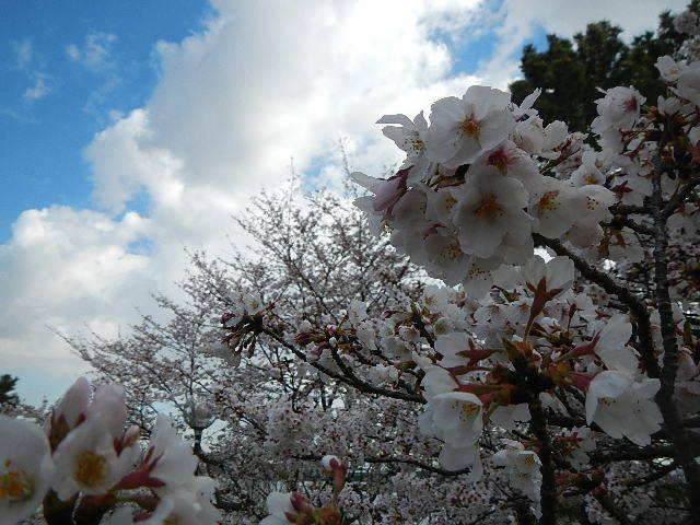 【野島公園】サクラの開花情報(4月1日)✿✿✿満開\(^o^)/の写真