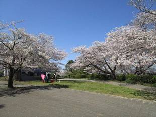 【野島公園】サクラの開花情報（4月4日）✿✿✿満開＼(^o^)／