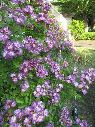 バラ「ブルー・ランブラ―」＆「ストロベリーヒル」