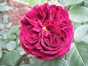 バラ&てんとうむし・ツツジ&クマバチ