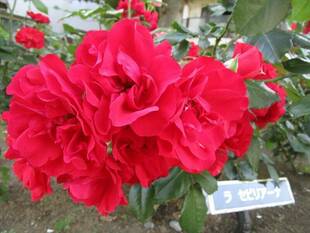 「バラ」もう少し楽しめそうです。