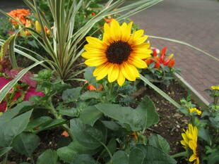夏の花を植えました。
