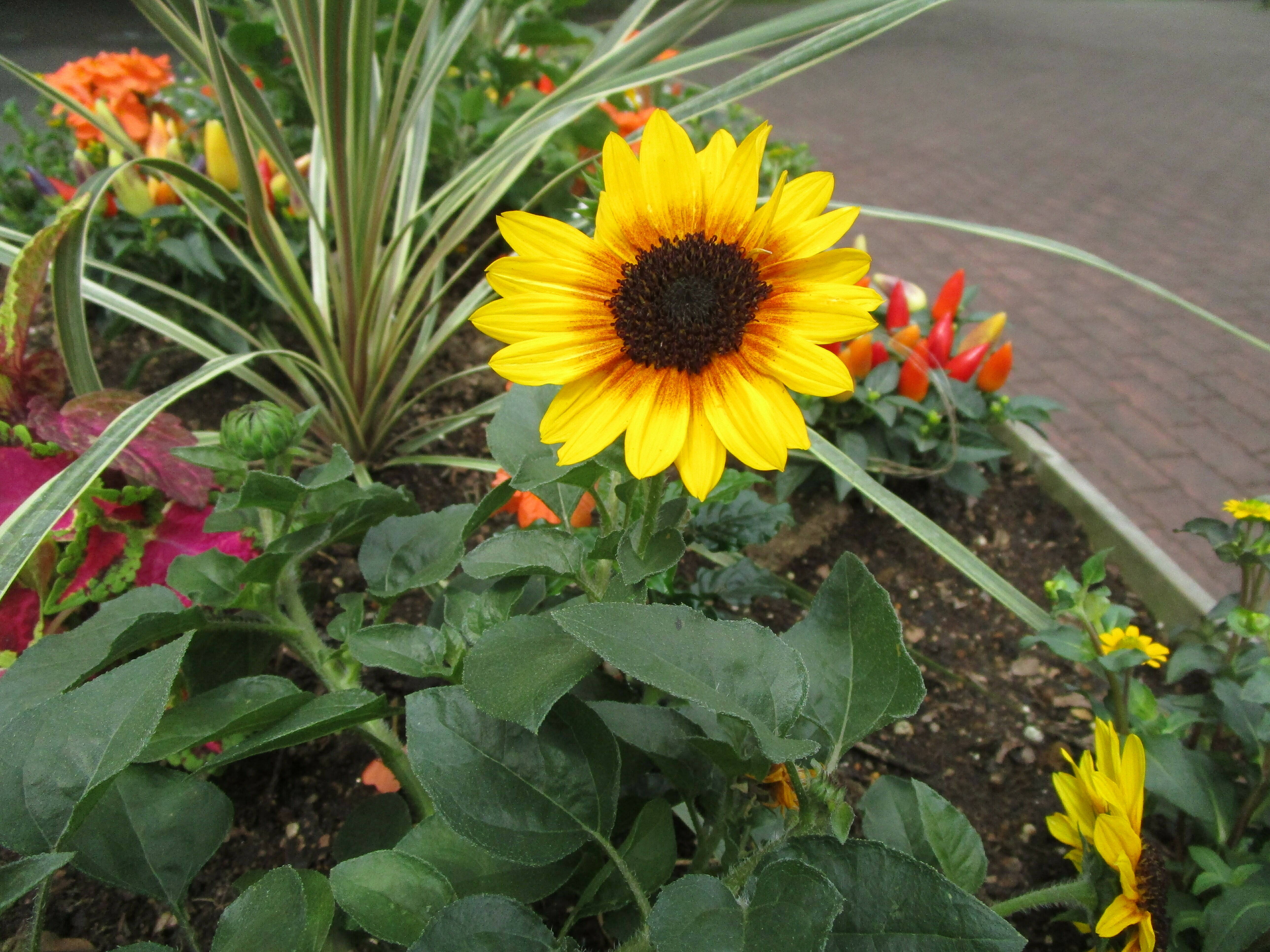 夏の花を植えました。の写真