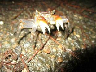 アカテガニの産卵