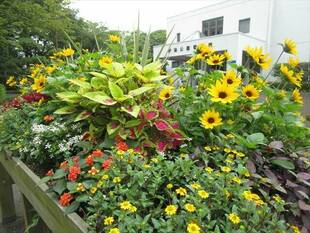 夏の花の成長ぶり